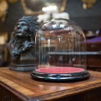 Antique Taxidermy Display Dome, Glass, Showcase, Davis & Co, Bristol, Victorian (4 of 9) Antique Taxidermy Display Dome, Glass, Showcase, Davis & Co, Bristol, Victorian (4 of 9)