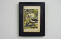 6 Framed Animal Coloured Pictures Plates C1877 Sketches from Nature - India (10 of 14) 6 Framed Animal Coloured Pictures Plates C1877 Sketches from Nature - India (10 of 14)