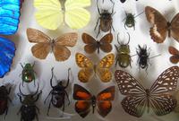 Large Antique Specimen Butterfly & Insect Case (6 of 7) Large Antique Specimen Butterfly & Insect Case (6 of 7)