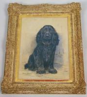Marion Harvey 1886-1971 Portrait of a Black Spaniel (8 of 9) Marion Harvey 1886-1971 Portrait of a Black Spaniel (8 of 9)