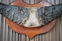 Pair of Cape Buffalo Horn Trophies on Shields (5 of 10) Pair of Cape Buffalo Horn Trophies on Shields (5 of 10)