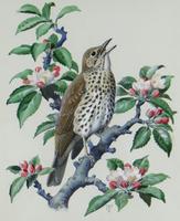 Watercolour "Chirping Song Thrush Bird" Signed Charles Frederick Tunnicliffe OBE RA 1901-1979 (2 of 35) Watercolour "Chirping Song Thrush Bird" Signed Charles Frederick Tunnicliffe OBE RA 1901-1979 (2 of 35)