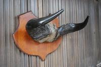 Pair of Cape Buffalo Horn Trophies on Shields (8 of 10) Pair of Cape Buffalo Horn Trophies on Shields (8 of 10)