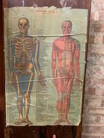 1910 Anatomical Medical Figure (9 of 9) 1910 Anatomical Medical Figure (9 of 9)