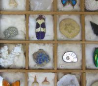 Antique Natural History Collectors Cabinet (3 of 8) Antique Natural History Collectors Cabinet (3 of 8)