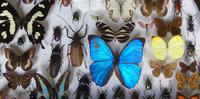 Large Antique Specimen Butterfly & Insect Case (3 of 7) Large Antique Specimen Butterfly & Insect Case (3 of 7)