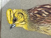 Watercolour "Yellowhammer" Passerine Bird Study By Rolston Gudgeon RSW (30 of 34) Watercolour "Yellowhammer" Passerine Bird Study By Rolston Gudgeon RSW (30 of 34)