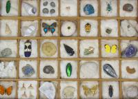 Antique Natural History Collectors Cabinet (8 of 8) Antique Natural History Collectors Cabinet (8 of 8)