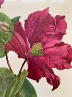 Sublime Claret Clematis Chromolithograph. Henry G Moon. 1903 (4 of 4) Sublime Claret Clematis Chromolithograph. Henry G Moon. 1903 (4 of 4)