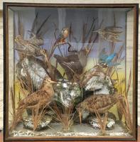 Taxidermy Edwardian Case of 7 Birds Inc: Kingfisher, Snipe, Moorhen & Woodcock (11 of 15) Taxidermy Edwardian Case of 7 Birds Inc: Kingfisher, Snipe, Moorhen & Woodcock (11 of 15)