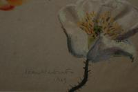 Flower Studies by Joan Warburton (6 of 6) Flower Studies by Joan Warburton (6 of 6)