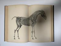 George Stubbs - Anatomy of the Horse - 1899 Edition (5 of 6) George Stubbs - Anatomy of the Horse - 1899 Edition (5 of 6)