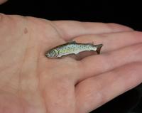 Antique Enamel Salmon Brooch, 15ct Gold, Silver (12 of 14) Antique Enamel Salmon Brooch, 15ct Gold, Silver (12 of 14)
