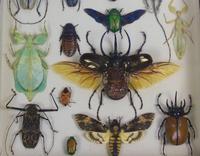 Fabulous Antique Collection Cased Butterfly & Insect Specimens (4 of 8) Fabulous Antique Collection Cased Butterfly & Insect Specimens (4 of 8)