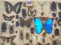 Good Antique Butterfly & Insect Specimens Collection (5 of 7) Good Antique Butterfly & Insect Specimens Collection (5 of 7)