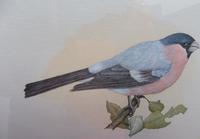 Watercolour Study of a Finch Listed Wildlife Artist David Andrews (5 of 10) Watercolour Study of a Finch Listed Wildlife Artist David Andrews (5 of 10)