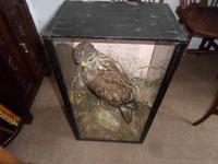 Magnificent Taxidermist's Display of a Buzzard in a Glass Case - Late Victorian (5 of 6) Magnificent Taxidermist's Display of a Buzzard in a Glass Case - Late Victorian (5 of 6)