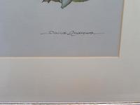 Watercolour Study of a Finch Listed Wildlife Artist David Andrews (2 of 10) Watercolour Study of a Finch Listed Wildlife Artist David Andrews (2 of 10)