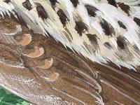 Watercolour "Chirping Song Thrush Bird" Signed Charles Frederick Tunnicliffe OBE RA 1901-1979 (24 of 35) Watercolour "Chirping Song Thrush Bird" Signed Charles Frederick Tunnicliffe OBE RA 1901-1979 (24 of 35)