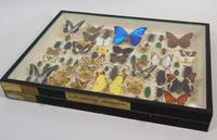 Antique Butterfly and Insect Specimens Collection (3 of 8) Antique Butterfly and Insect Specimens Collection (3 of 8)