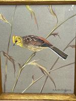 Watercolour "Yellowhammer" Passerine Bird Study By Rolston Gudgeon RSW (12 of 34) Watercolour "Yellowhammer" Passerine Bird Study By Rolston Gudgeon RSW (12 of 34)