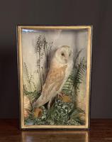 Decorative Cased Taxidermy Barn Owl (3 of 10) Decorative Cased Taxidermy Barn Owl (3 of 10)