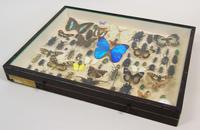 Good Antique Butterfly & Insect Specimens Collection (6 of 7) Good Antique Butterfly & Insect Specimens Collection (6 of 7)