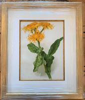 Pure Sunshine 'Inula Roylei' Chromolithograph 1903 (3 of 4) Pure Sunshine 'Inula Roylei' Chromolithograph 1903 (3 of 4)