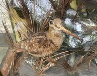 Taxidermy Edwardian Case of 7 Birds Inc: Kingfisher, Snipe, Moorhen & Woodcock (4 of 15) Taxidermy Edwardian Case of 7 Birds Inc: Kingfisher, Snipe, Moorhen & Woodcock (4 of 15)