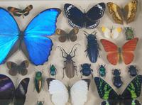 Good Antique Butterfly & Insect Specimens Collection (5 of 7) Good Antique Butterfly & Insect Specimens Collection (5 of 7)