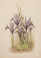 Iris Reticulata Chromolithograph. Robinson. The Garden 1871-1881 (2 of 4) Iris Reticulata Chromolithograph. Robinson. The Garden 1871-1881 (2 of 4)