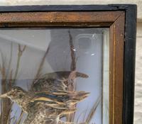 Taxidermy Edwardian Case of 7 Birds Inc: Kingfisher, Snipe, Moorhen & Woodcock (3 of 15) Taxidermy Edwardian Case of 7 Birds Inc: Kingfisher, Snipe, Moorhen & Woodcock (3 of 15)
