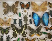 Good Antique Butterfly & Insect Specimens Collection (3 of 8) Good Antique Butterfly & Insect Specimens Collection (3 of 8)