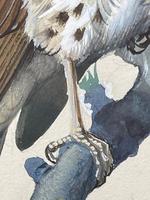 Watercolour "Chirping Song Thrush Bird" Signed Charles Frederick Tunnicliffe OBE RA 1901-1979 (13 of 35) Watercolour "Chirping Song Thrush Bird" Signed Charles Frederick Tunnicliffe OBE RA 1901-1979 (13 of 35)