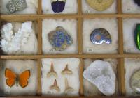 Antique Natural History Collectors Cabinet (7 of 8) Antique Natural History Collectors Cabinet (7 of 8)