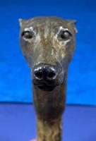 Late Victorian Birch Greyhound Walking Stick (13 of 21) Late Victorian Birch Greyhound Walking Stick (13 of 21)