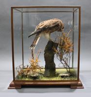 Fine Edwardian Cased Taxidermy Kestrel (4 of 10) Fine Edwardian Cased Taxidermy Kestrel (4 of 10)