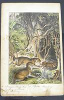 6 Framed Animal Coloured Pictures Plates C1877 Sketches from Nature - N America & Canada (8 of 12) 6 Framed Animal Coloured Pictures Plates C1877 Sketches from Nature - N America & Canada (8 of 12)