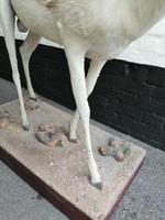 Taxidermy: An African Antelope (5 of 7) Taxidermy: An African Antelope (5 of 7)