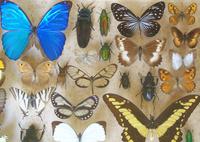 Large Antique Specimen Butterfly & Insect Case (5 of 9) Large Antique Specimen Butterfly & Insect Case (5 of 9)