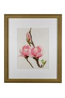 Sublime Magnolias Chromolithograph 1903 (3 of 4) Sublime Magnolias Chromolithograph 1903 (3 of 4)