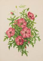 Modiola Geranioides Chromolithograph. Robinson. The Garden 1871-1881 (2 of 4) Modiola Geranioides Chromolithograph. Robinson. The Garden 1871-1881 (2 of 4)
