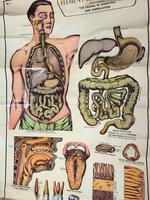 Vintage Medical Anatomical Elementary Physiology Chart Poster Early Arnold No 5 (17 of 19) Vintage Medical Anatomical Elementary Physiology Chart Poster Early Arnold No 5 (17 of 19)