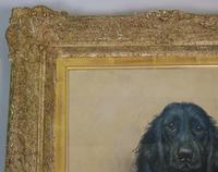 Marion Harvey 1886-1971 Portrait of a Black Spaniel (3 of 9) Marion Harvey 1886-1971 Portrait of a Black Spaniel (3 of 9)