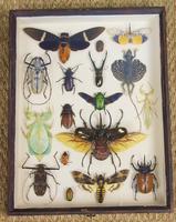 Fabulous Antique Collection Cased Butterfly & Insect Specimens (2 of 8) Fabulous Antique Collection Cased Butterfly & Insect Specimens (2 of 8)