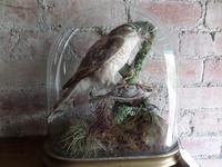 Great Specimen of the Victorian Art of Taxidermy. Late Victorian (4 of 5) Great Specimen of the Victorian Art of Taxidermy. Late Victorian (4 of 5)