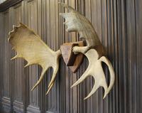Swedish Elk Antlers (5 of 5) Swedish Elk Antlers (5 of 5)