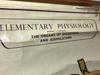 Vintage Medical Anatomical Elementary Physiology Chart Poster Early Arnold No 5 (2 of 19) Vintage Medical Anatomical Elementary Physiology Chart Poster Early Arnold No 5 (2 of 19)