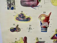 Large University Anatomical Chart “Organs of Sense & Voice” by Turner (4 of 7) Large University Anatomical Chart “Organs of Sense & Voice” by Turner (4 of 7)