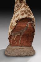 Rare And Extremely Well Prepared Late 20th Century Taxidermy African Bull Giraffe (5 of 14) Rare And Extremely Well Prepared Late 20th Century Taxidermy African Bull Giraffe (5 of 14)